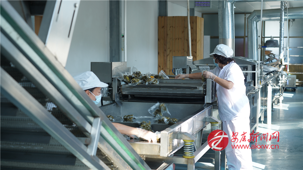 (圖為紫陽縣煥古鎮(zhèn)大連村撩酸菜清潔化加工生產(chǎn)車間)